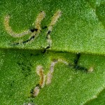 Diamondback moth-larva1