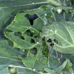 Evergestis forficalis cabbage