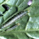 Evergestis forficalis larva