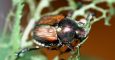 Japanese beetle imago
