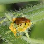 Cucurbit leaf beetle imago