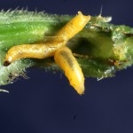 Cucurbit leaf beetle larva