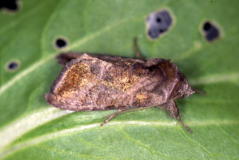 Anadevidia peponis imago