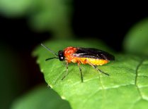 Athalia rosae imago