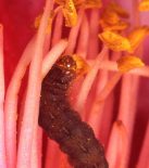 Sugitania lepida larva