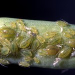 Myzus persicae-green