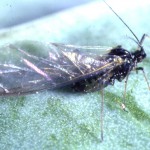 green peach aphid-winged