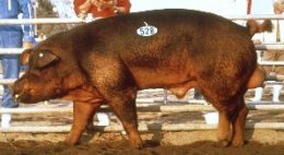 三元豚や多産豚?豚の生産現場で起きていること(前)